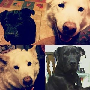 Meet your Posher, Sheila